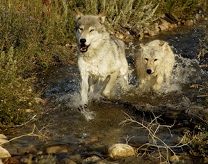 Wolves running through stream